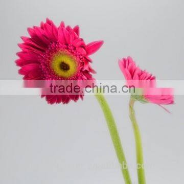 Professional export fresh rose roses flowers with 70-80cm long from Yunnan, China
