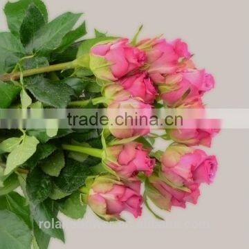 Colorful Top Quality Cut Fresh Violet Rose Flower photo-4