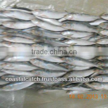 Frozen Sardine Whole