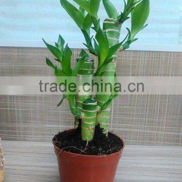 Dracaena Lotus Lucky Bamboo Planted in 3pcs 10cm + 15cm + 20cm Rooted in a 10cm Pot With Cocopeat Substrate photo-6