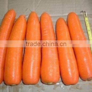 Red Carrot Export From China