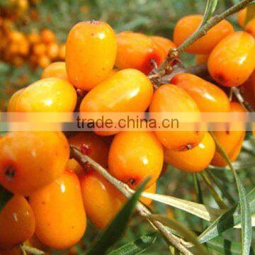 Spray drying Seabuckthorn Powder