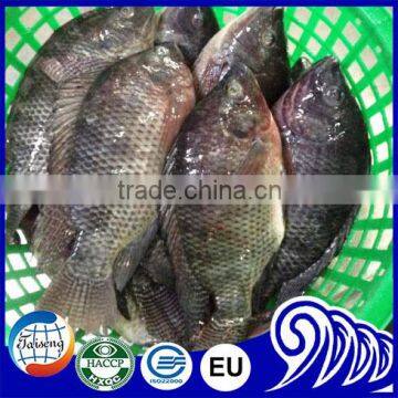 Tilapia Fish, Whole Round Tilapia