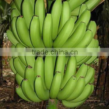 Fresh Cavendish Banana From Tamilnadu photo-6