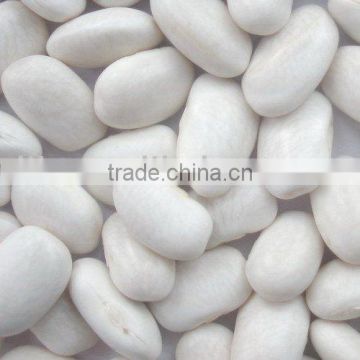 Medium White Kidney Beans