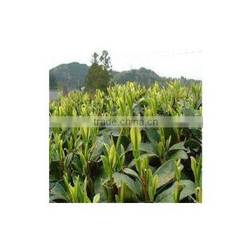 BEST SELLING OF CHINESE SLIMMING TEA GREEN TEA photo-4