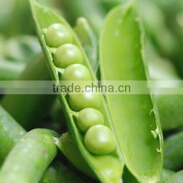 Green pea seed soya bean seeds