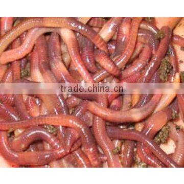 Bloodworm
