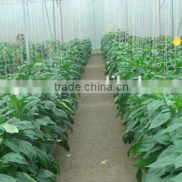 Polycarbonate Sheet Greenhouse