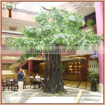 Big landscape ficus tree for catering industry decoration