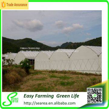 multi span greenhouse