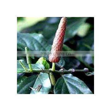 Piper Longum Dry Extract photo-2
