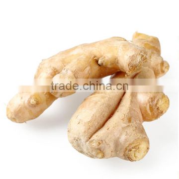 wholesale high quality Chinese fresh ginger