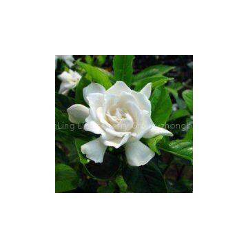 Cape Jasmine Fruit P.E