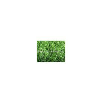 Jingdong Grass for commercial landscaping