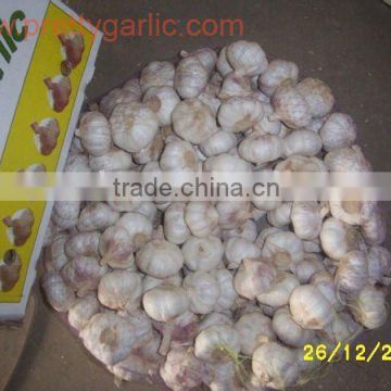 Fresh Normal White Garlic