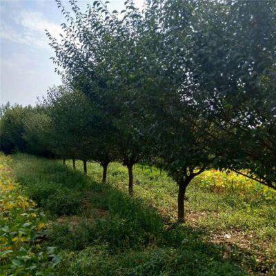 Red Plum With a Ground Diameter of 5 Cm, Cheap Price and High Survival Rate photo-4