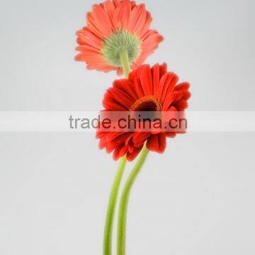 Fresh color Savanna red fresh gerbera