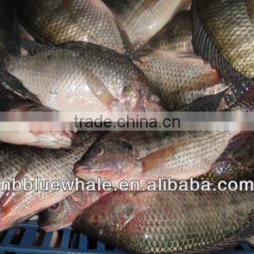 Frozen Whole Round Tilapia