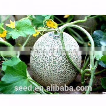 red star chinese hybrid rock melon seeds