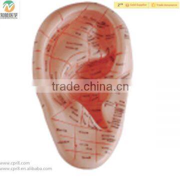 High Quality Human Medical Ear Acupuncture Model