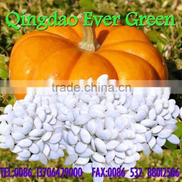 new crop chiense snow white pumpkin seeds 13cm