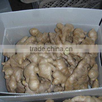 Fresh ginger for European market/Best price ginger/Fresh ginger from origin