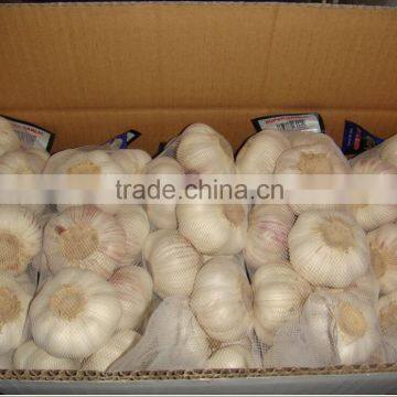 Fresh Garlic photo-3