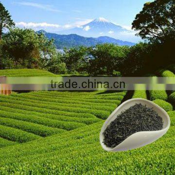 China hot sale green tea manufacturer High Quality chunmee green tea 4011