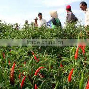 fresh chili with cheapest price