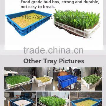 Barley Fodder