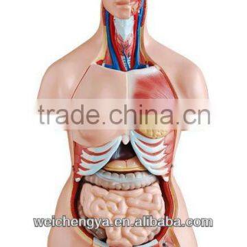 85CM Unisex Torso Model 23 Parts