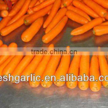 QingZhou Red fresh frozen carrot seed/Hot sale