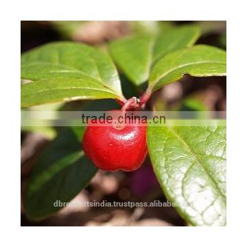 Winter green Oil (Gaultheria Procumbens)