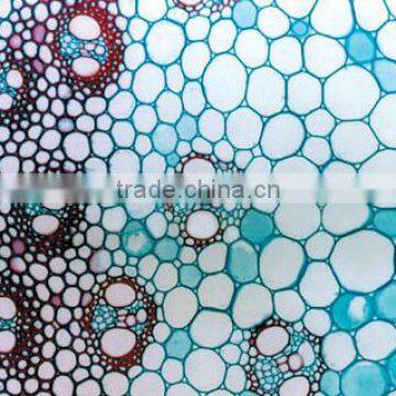 Corn Stem C.S Individual microscope prepared slide