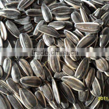 Chinese Black Sunflower Seed photo-4
