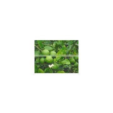 HOANG KIM VIETNAM'S Fresh Lime Best Price and Best Quality