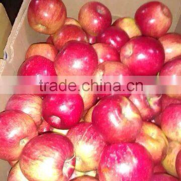 Fresh Apples photo-5