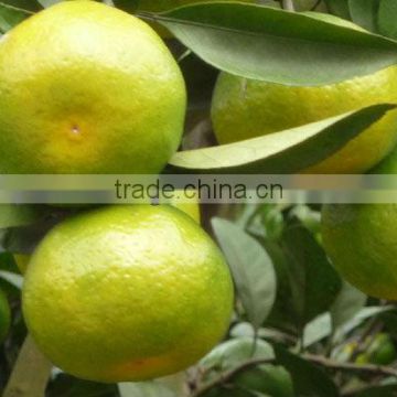 2012 nanfeng baby mandarin- grade A quality