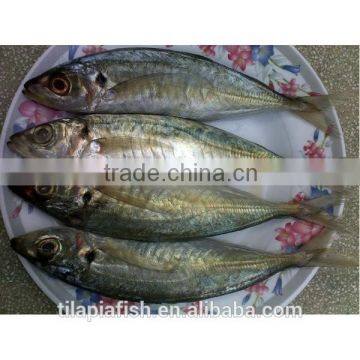 Chinese Round Scad Manufacturer with Good Fish