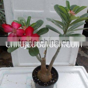 Adeniums Plant (Red)