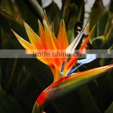 Fresh Cut Flower Bird- of -paradise Strelitzia Reginae Aiton