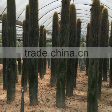 Large Succulent Plant Neobuxbaumia Euphorbioides