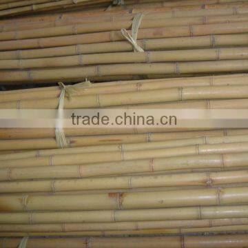 Dry Bamboo Sticks