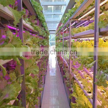 Hot seller 20w 660nm 450nm blue hydroponic led grow light bube with good price