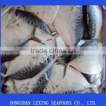 frozen moonfish with cheap price