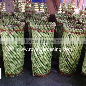 Lucky Bamboo ( Dracaena Sanderiana) Cage Shape photo-2