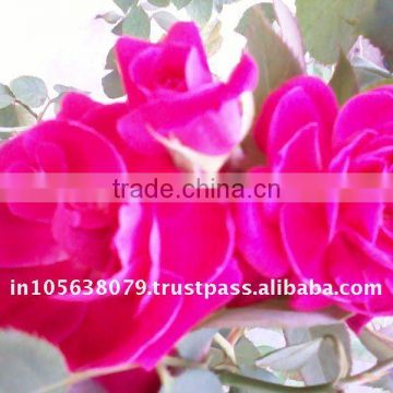 Rose oil/Pure /Natural/100% Indian Therapeutic grade Rose Oils