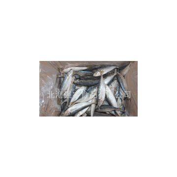 Frozen Horse Mackerel Whole Round photo-3