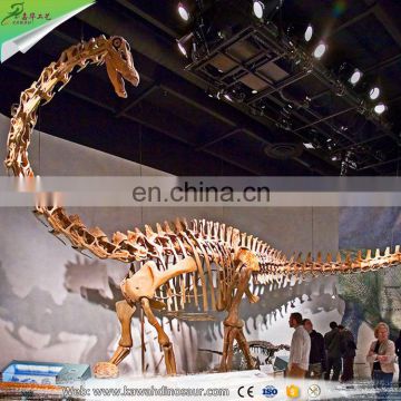 Museum quality fiberglass dinosaur skeleton prehistoric fossil for sale